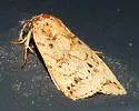 Janseodes melanospila - Hodges#8561 - Janseodes melanospila