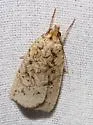 Janseodes melanospila - Hodges#8561 - photo 3