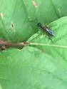 Janus abbreviatus - photo 2