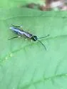 Janus abbreviatus - photo 3