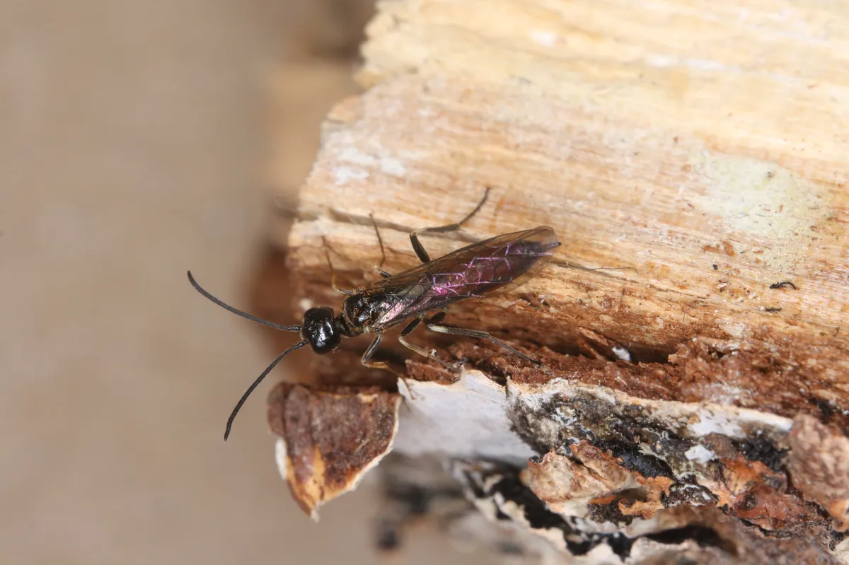 Constricted Stem-sawfly - photo 3
