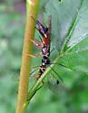 Currant Stem Sawfly