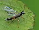 Currant Stem Sawfly - photo 2