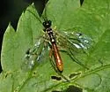 Currant Stem Sawfly - photo 3