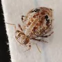 Janusius sylvestris