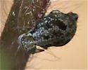 Janusius sylvestris - photo 2