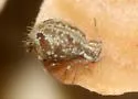 Janusius sylvestris - photo 3