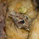 Janusius sylvestris - photo 5