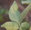 Japanagromyza inaequalis