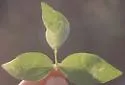 Japanagromyza inaequalis - photo 2