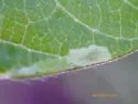Japanagromyza inaequalis - photo 3