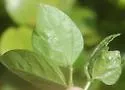 Japanagromyza inaequalis - photo 5