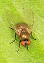 Oak Shothole Leafminer