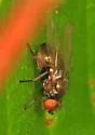 Oak Shothole Leafminer - photo 2