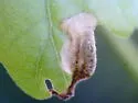 Oak Shothole Leafminer - photo 3