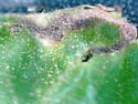 Oak Shothole Leafminer - photo 4