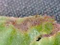 Oak Shothole Leafminer - photo 5