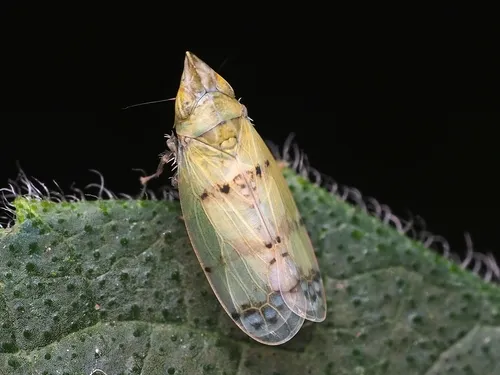 Japanese Maple Leafhopper
