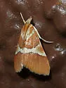Jativa castanealis - Hodges#4827 - photo 2