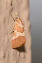 Jativa castanealis - Hodges#4827 - photo 3