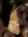 Jativa castanealis - Hodges#4827 - photo 4