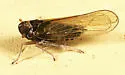 Javesella atrata