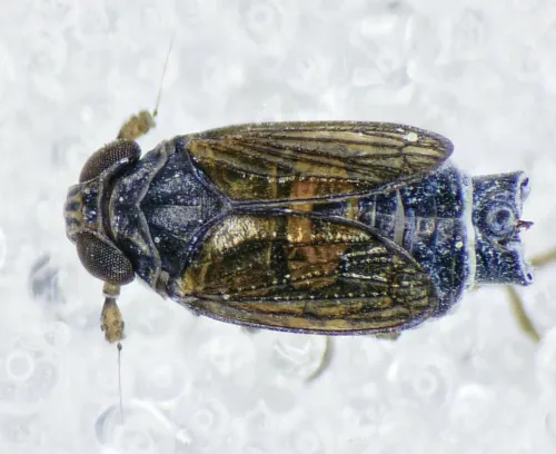 Javesella dubia