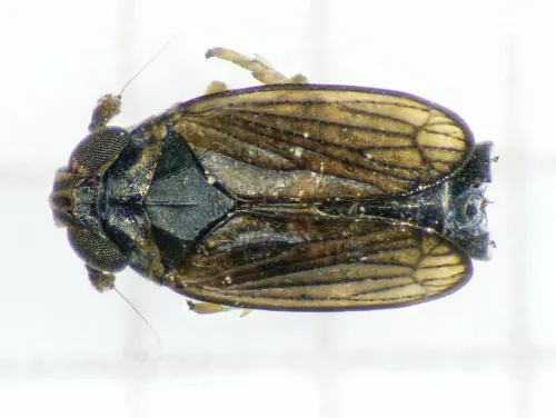 Javesella dubia - photo 2