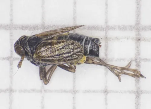 Javesella dubia - photo 3