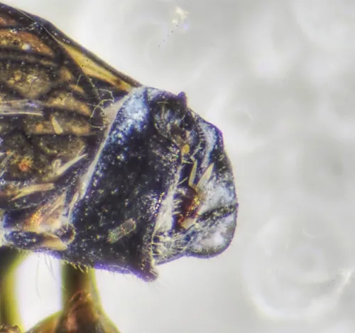 Javesella dubia - photo 4