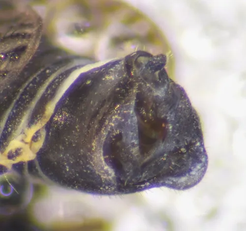 Javesella dubia - photo 5