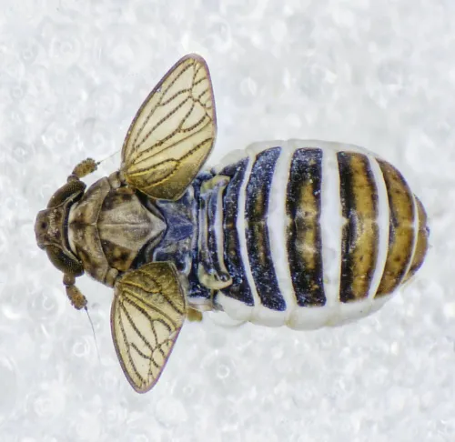 Javesella dubia - photo 6