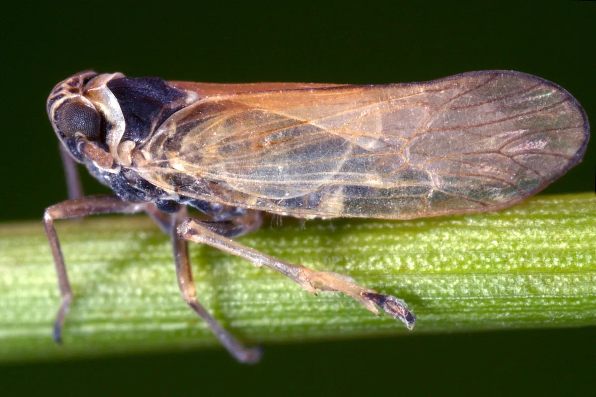 Javesella pellucida - photo 3