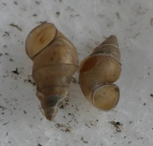 Jenkins' Spire Snail