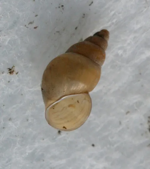 Jenkins' Spire Snail - photo 2