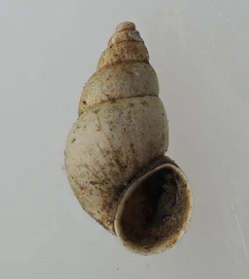 Jenkins' Spire Snail - photo 3