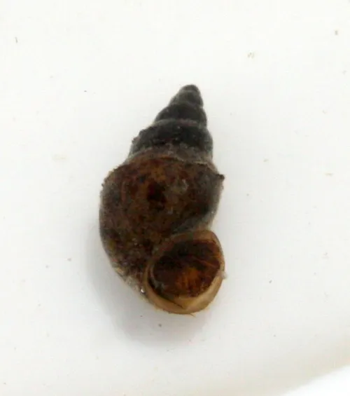 Jenkins' Spire Snail - photo 4