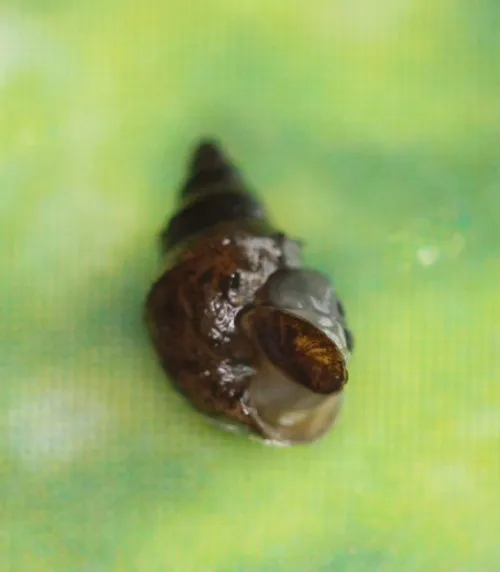 Jenkins' Spire Snail - photo 5