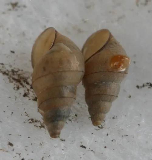 Jenkins' Spire Snail - photo 7