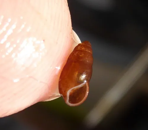 Jenkins' Spire Snail - photo 8