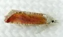 Jerapowellia burnsorum - Hodges#2888.2 - photo 2
