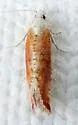 Jerapowellia burnsorum - Hodges#2888.2 - photo 3