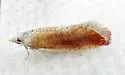 Jerapowellia burnsorum - Hodges#2888.2 - photo 4