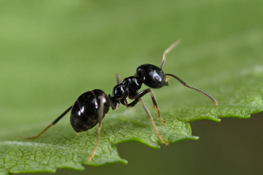 Jet Ant - photo 2