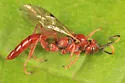 Jesthura pyriformis