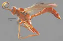 Jesthura pyriformis - photo 3