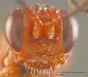 Jesthura pyriformis - photo 5