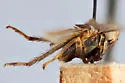 Jikradia brikelos