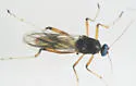 Johannsenomyia annulicornis