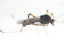 Johannsenomyia annulicornis - photo 2